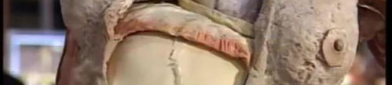 医学小姐姐解剖动物内脏,医学小姐姐带你探索生命奥秘
